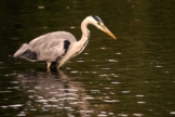 Reiherschreck Fischreiherabwehr am Teich Die Besten Mai 2025