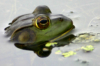 Reiherschreck Fischreiherabwehr am Teich Die Besten Mai 2025