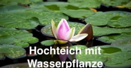 Hochteich mit Wasserpflanze