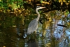 Reiherschreck Fischreiherabwehr am Teich Die Besten Mai 2025
